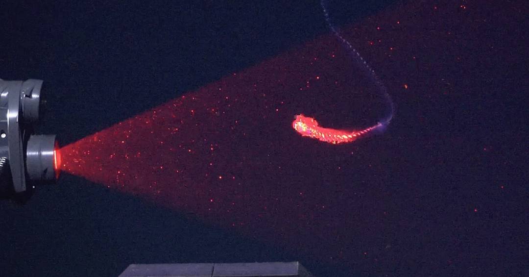 Expedição internacional descobre 31 novas espécies marinhas na costa do Brasil