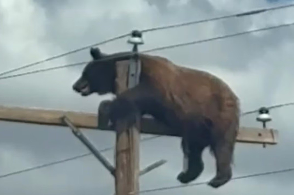 Urso morre eletrocutado ao escalar poste de energia nos EUA