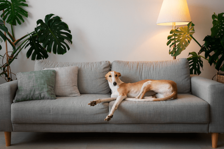 Mercado pet de R$ 77 bilhões impulsiona uso de câmeras para monitorar animais