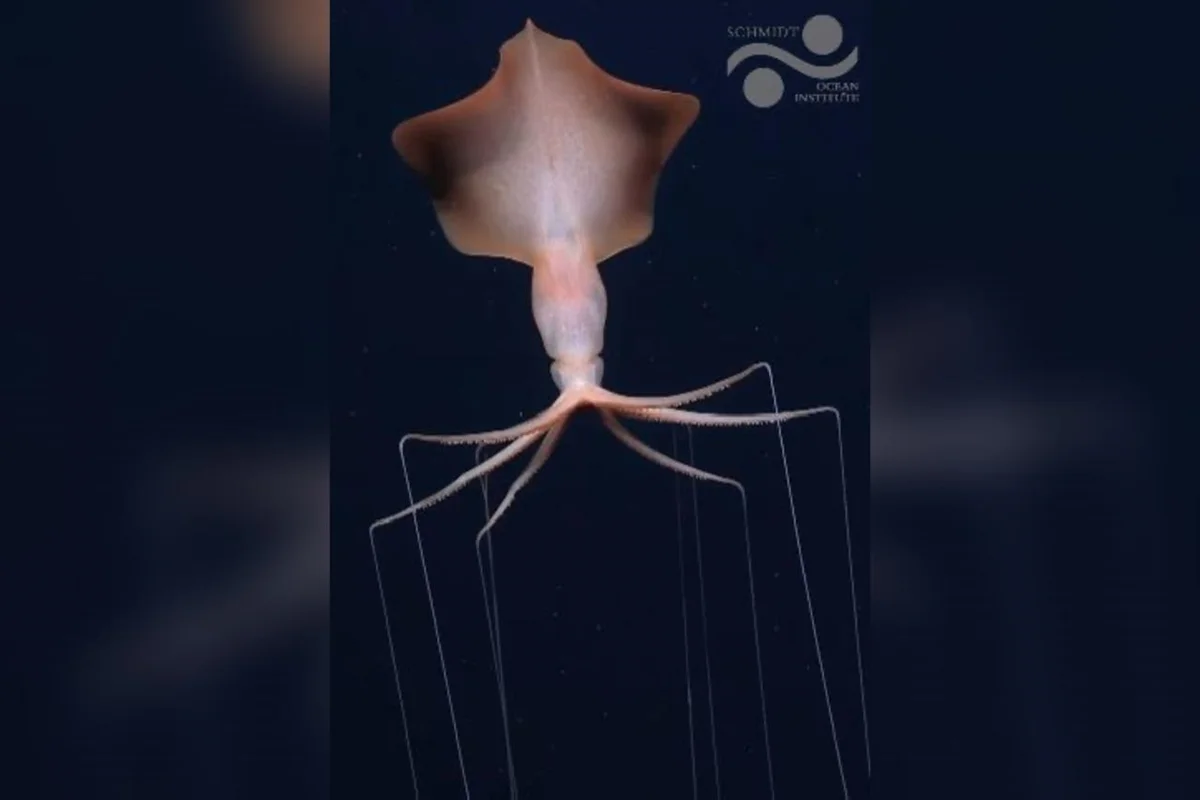 Expedição internacional registra lulas-gigantes raras no Oceano Atlântico