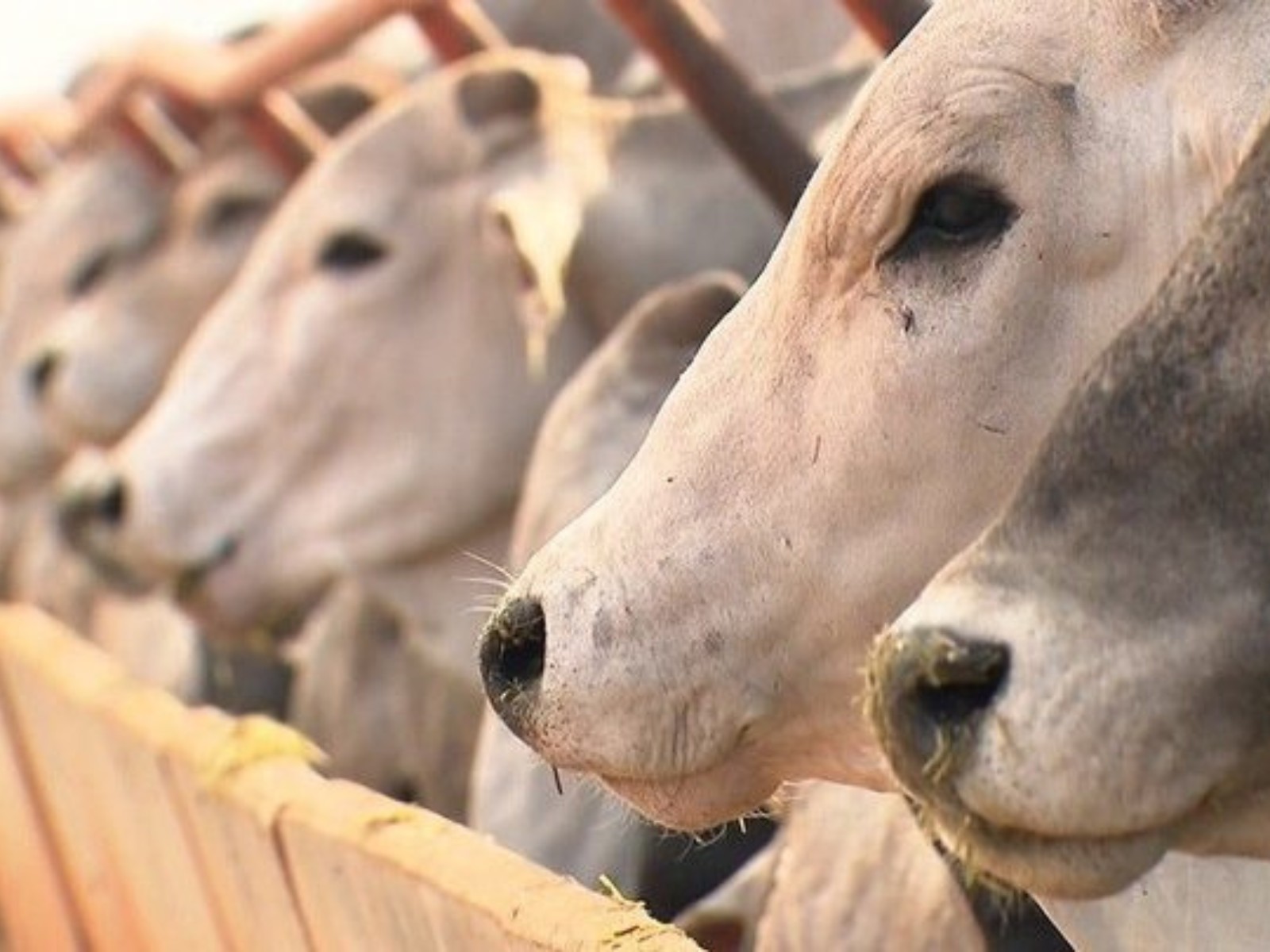 União Europeia veta carne do Brasil por uso de antibióticos
