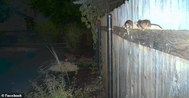 Infestação com 3 milhões de ratos leva moradores de Nova York a uma caçada urbana