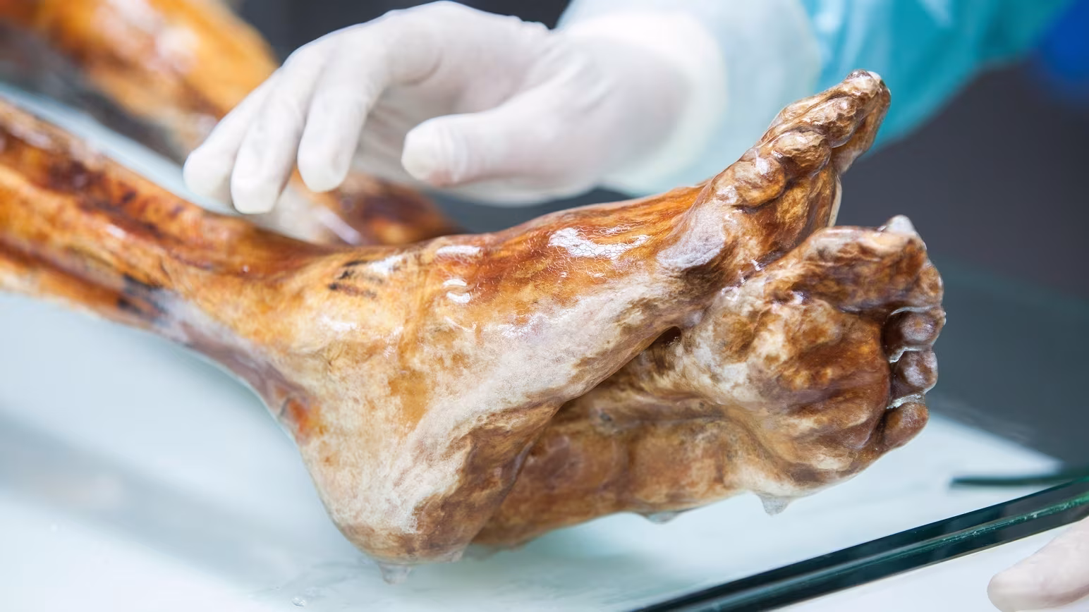 Micróbios de 5.300 anos em múmia seguem vivos e podem se multiplicar