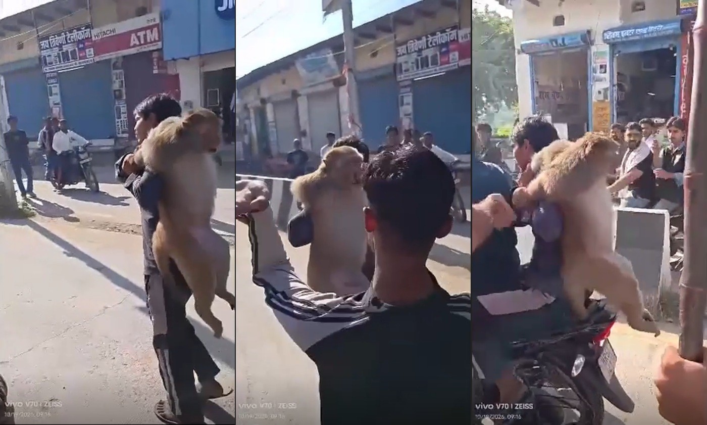 Macaco suspeito de atacar moradores é capturado e agredido na Índia