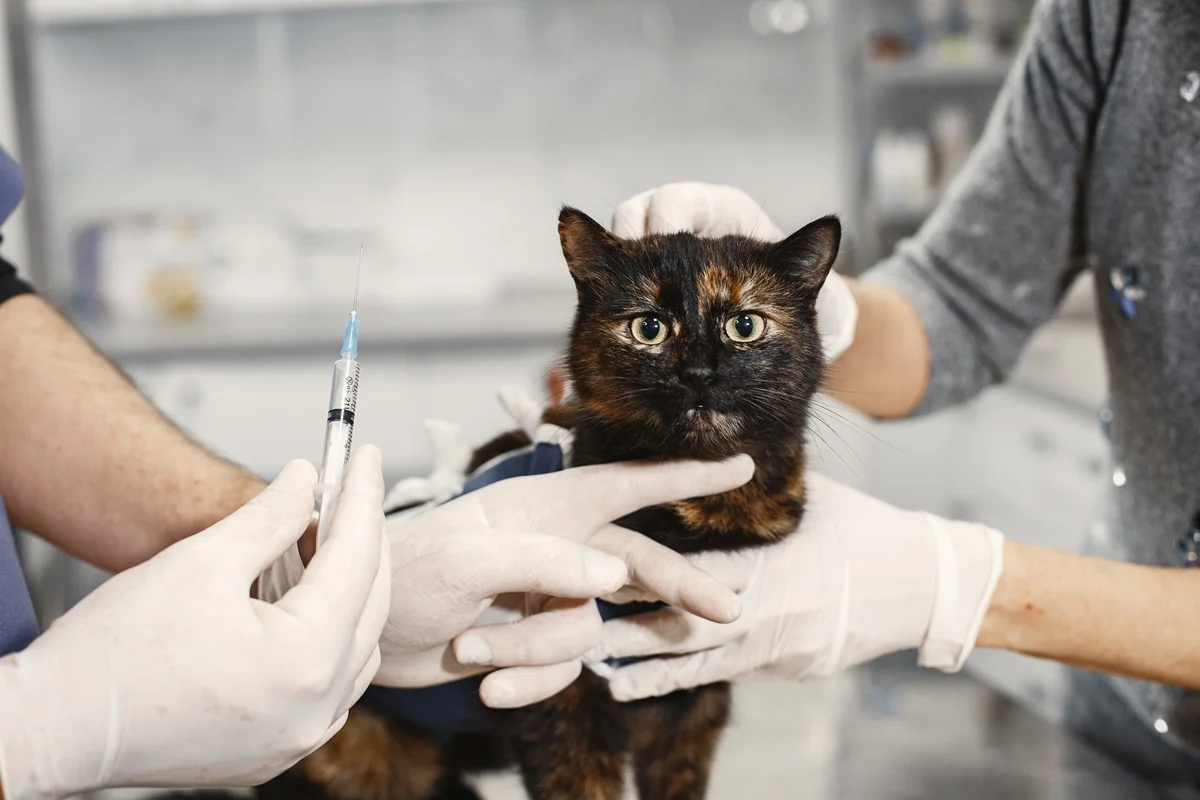 Injeção para evitar cio em pets traz riscos de infecções e tumores