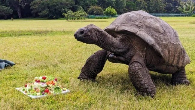 Ciência desvenda segredo da longevidade de Jonathan, o animal de 194 anos