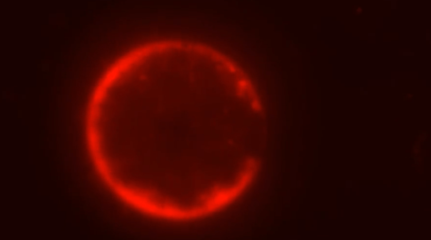Cientistas anunciam criação da primeira célula sintética a partir do zero