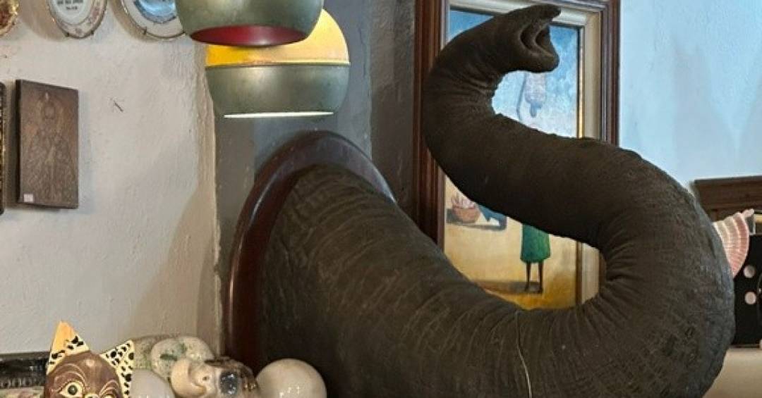 PF apreende tromba de elefante em antiquário no Rio de Janeiro