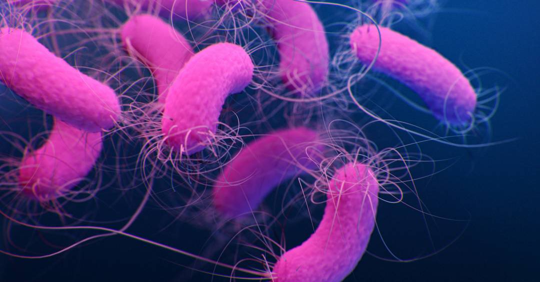 Pseudomonas: Entenda a bactéria que contaminou água Crystal e produtos da Ypê
