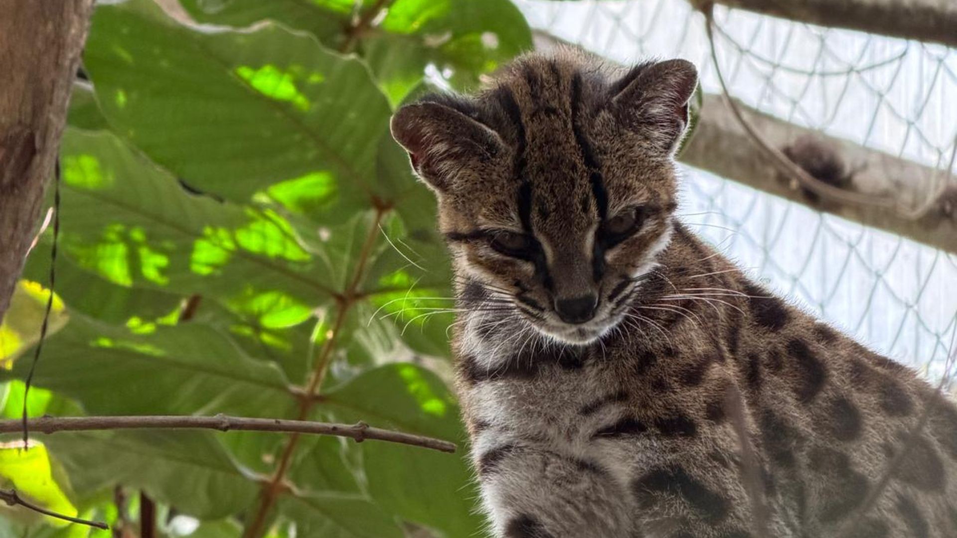 Professor brasileiro lidera descoberta de nova espécie de felino na Bolívia