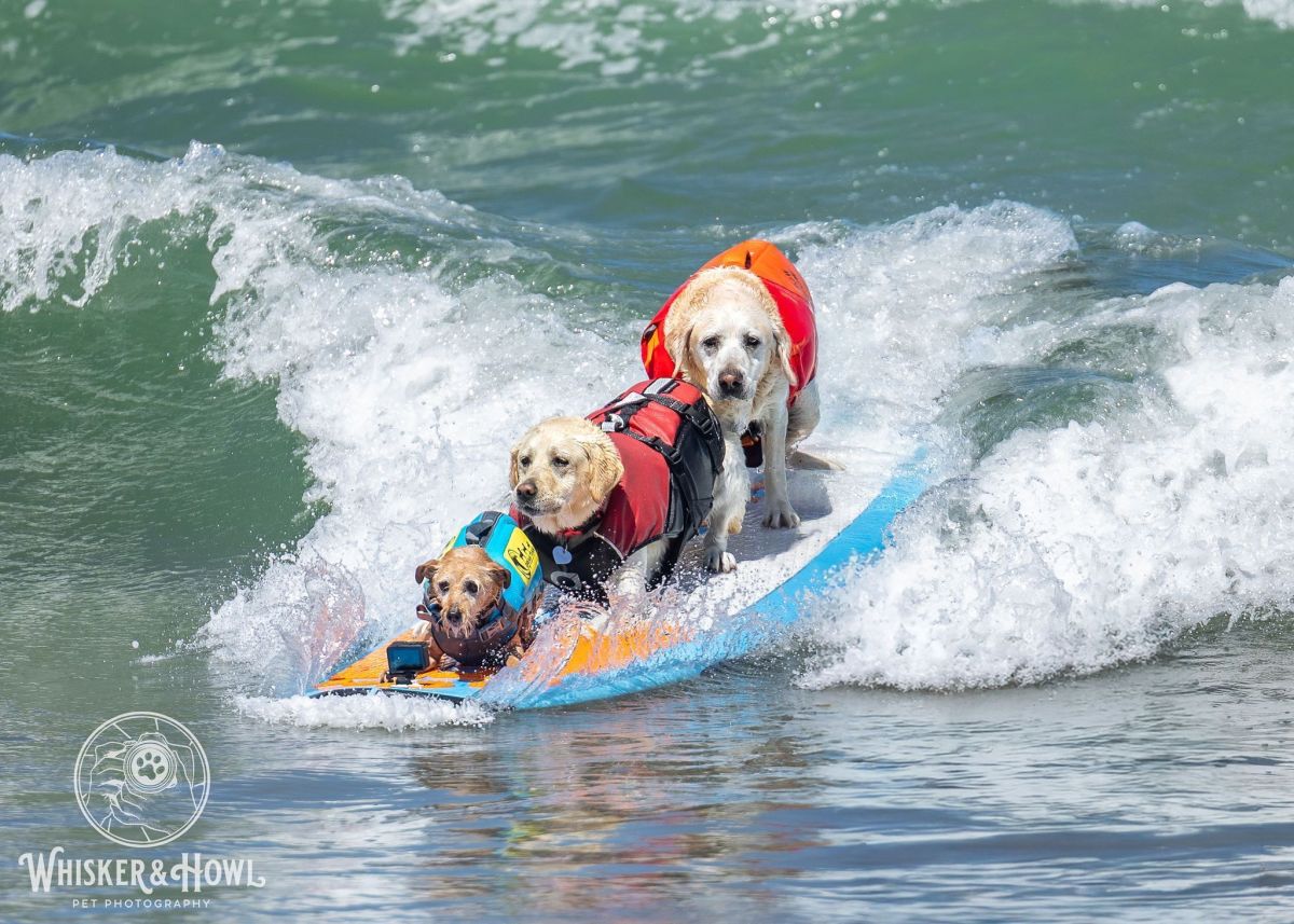 Cães surfistas disputam campeonato mundial na Califórnia
