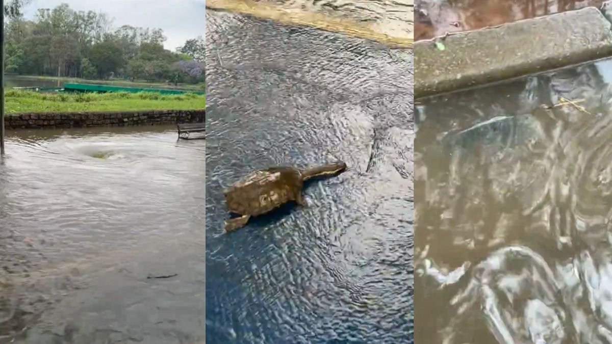 Lagos do Ibirapuera transbordam e peixes invadem pistas após forte chuva em SP
