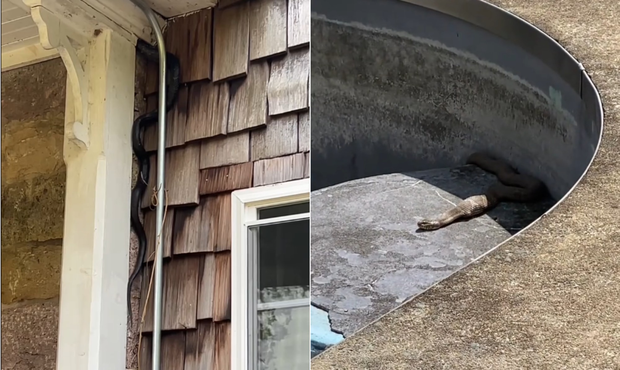 Casal compra 'casa dos sonhos' por R$ 2,3 milhões e a encontra infestada de cobras