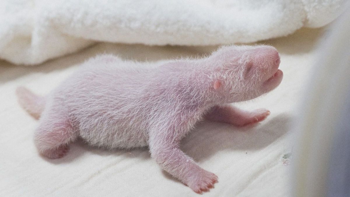 Panda gigante Ai Bao dá à luz quarto filhote na Coreia do Sul