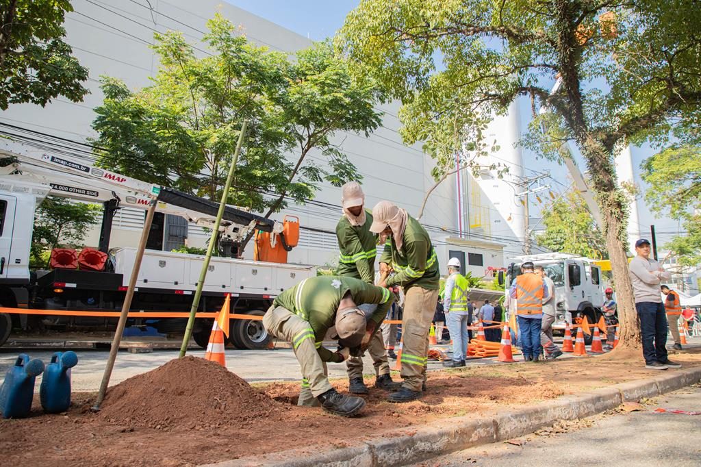Barueri e Enel lançam projeto para substituir árvores com risco de queda