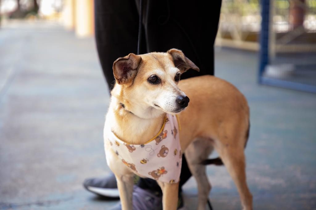 Barueri promove feiras de adoção de pets em junho; veja calendário