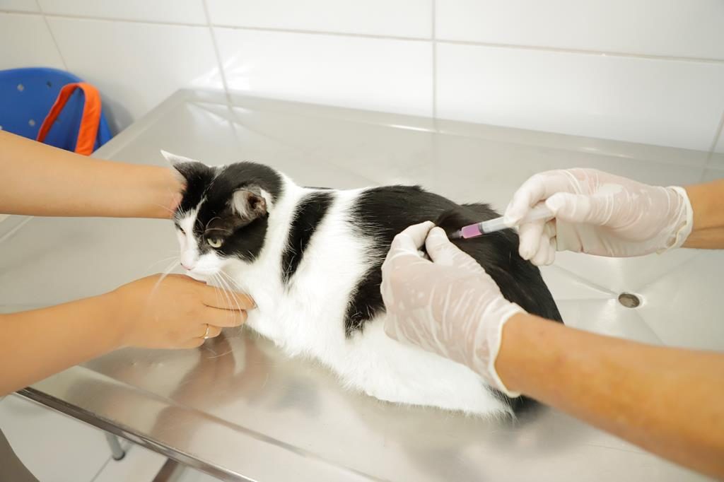 Barueri: confira a agenda de vacinação contra raiva para cães e gatos em junho