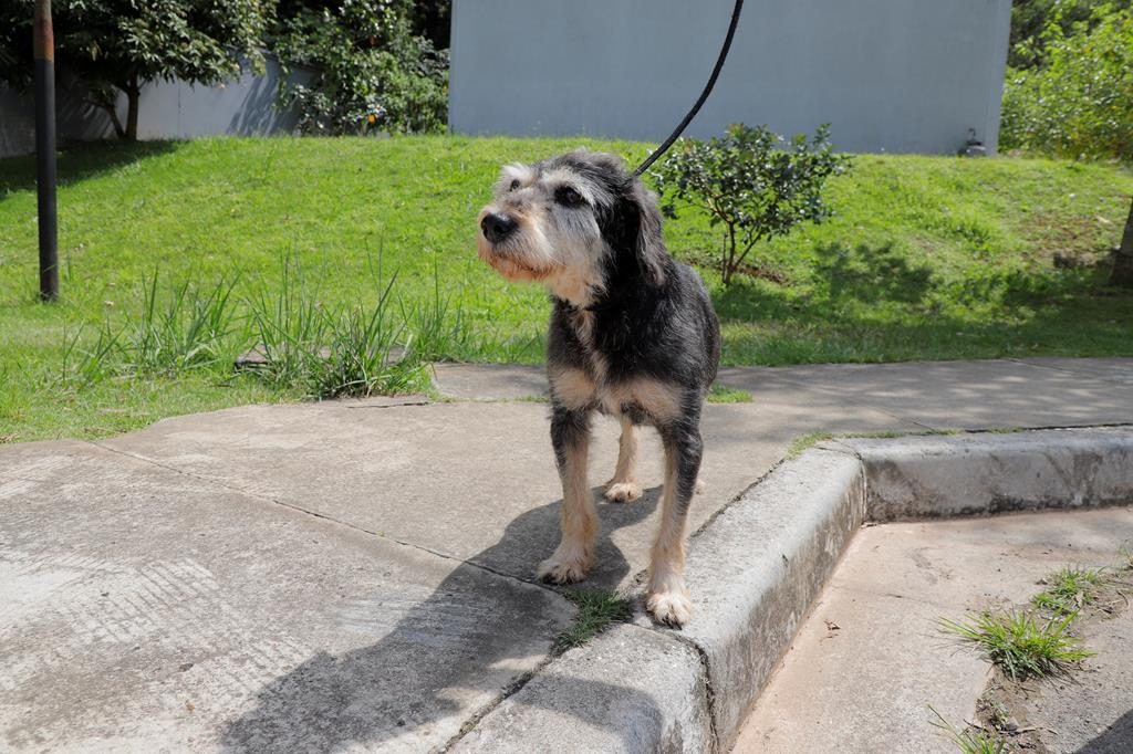 Barueri terá 23 feiras para adoção de cães e gatos em julho