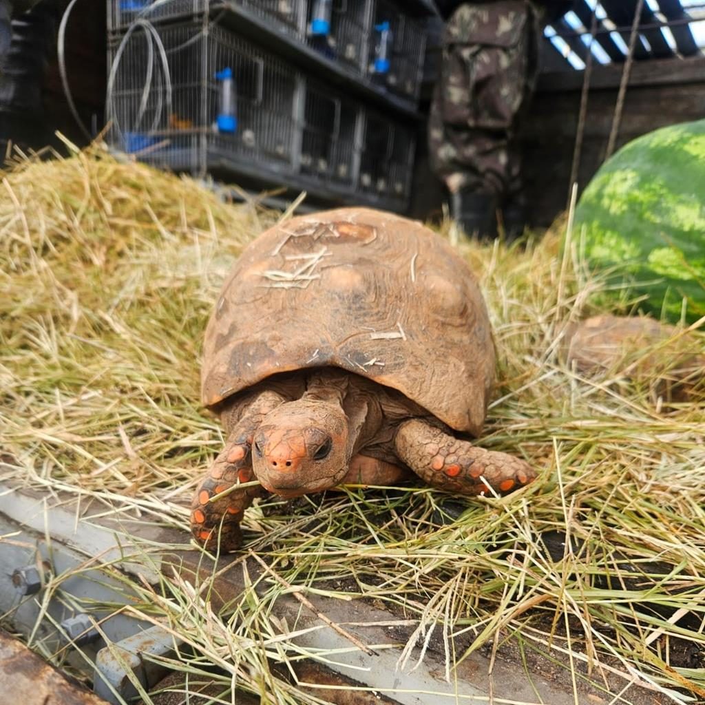 Barueri envia 185 animais silvestres de volta a Sergipe em ação contra o tráfico