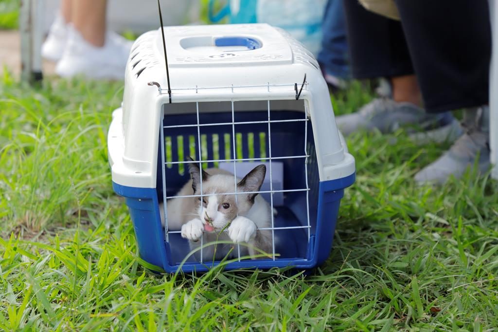 Barueri abre 330 vagas para castração gratuita de cães e gatos em julho