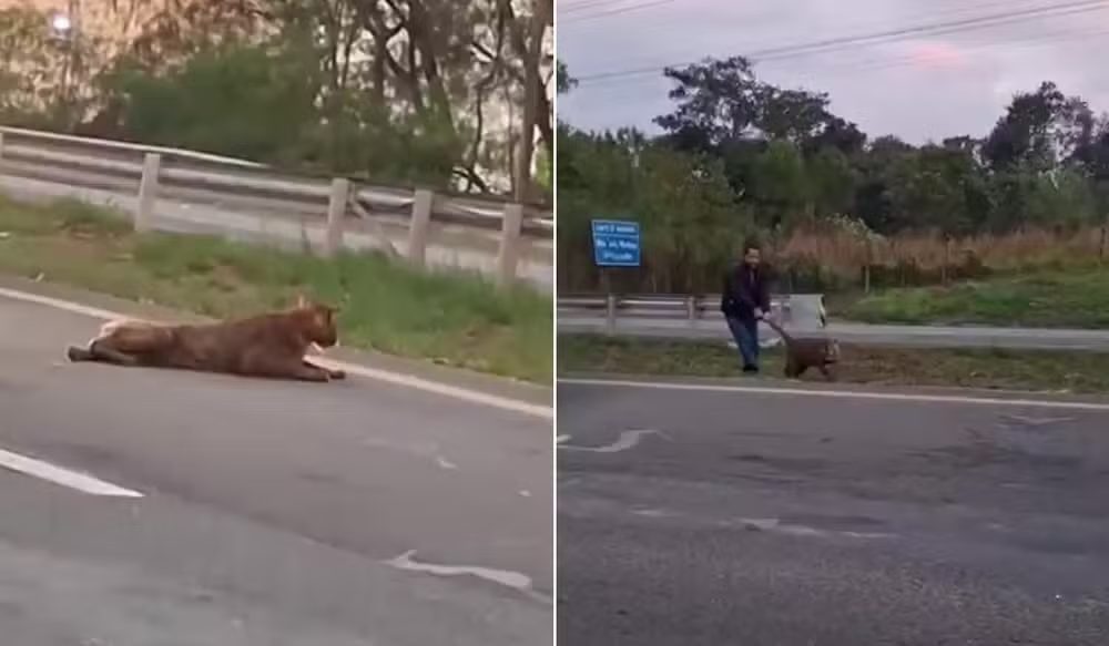 Homem puxa onça pelo rabo em rodovia de SP; “Poderia ter levado boa mordida”, diz bióloga
