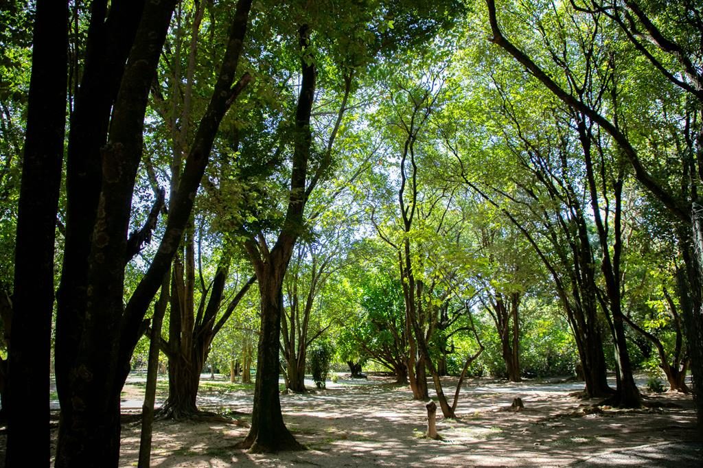 Barueri planta mais de 1,6 mil árvores no semestre para combater mudanças climáticas