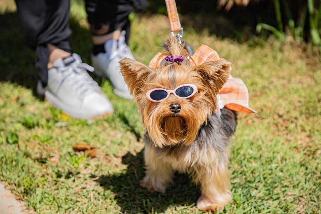 Cãominhada em Barueri terá concurso, palestra e feira de adoção neste sábado