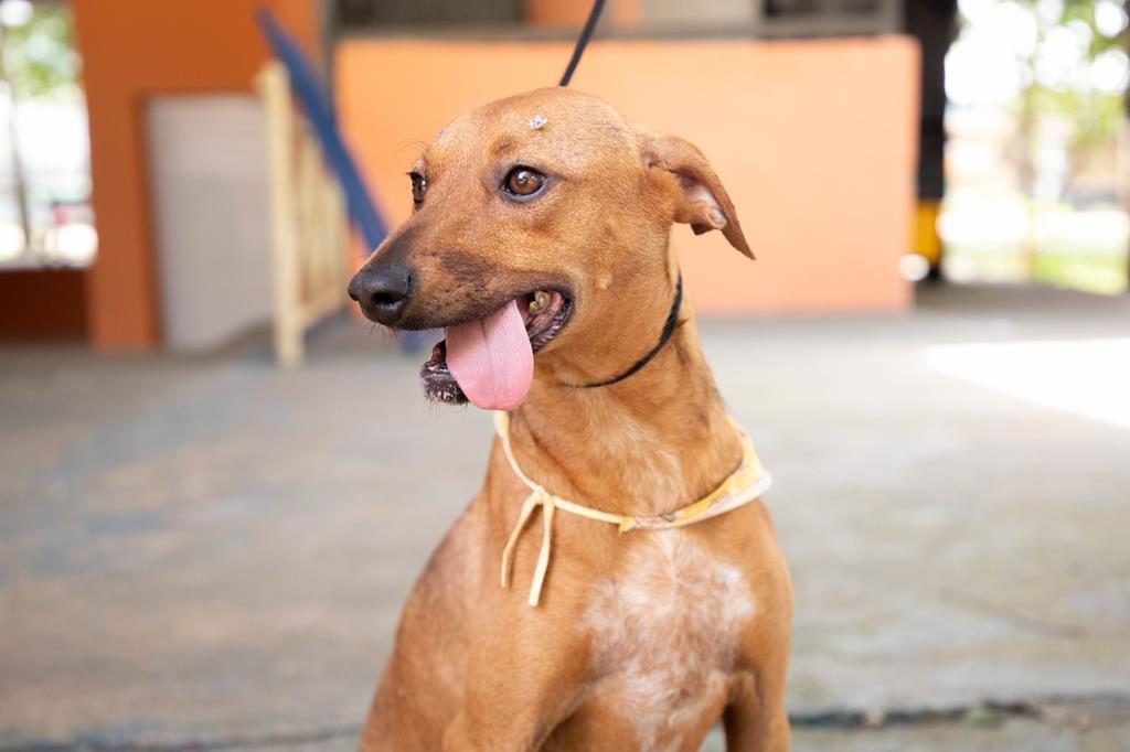 Barueri e região recebem feiras de adoção de pets durante o mês de agosto