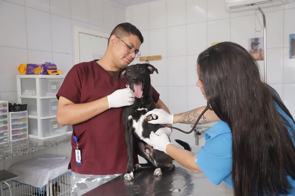 Barueri oferece atendimento veterinário gratuito no Jardim Belval neste sábado (8)