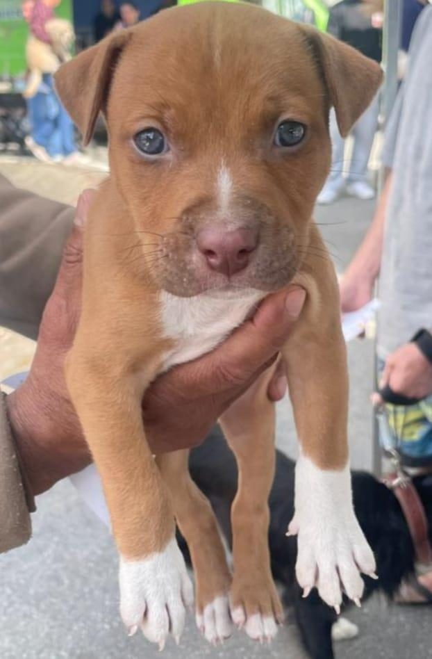 Saúde Animal: programa da Prefeitura de Barueri atende 250 pets no Jardim Belval
