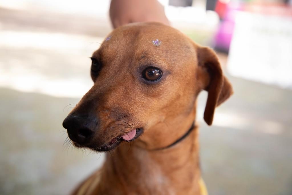 Barueri oferece atendimento veterinário gratuito no Parque dos Camargos neste sábado (12)