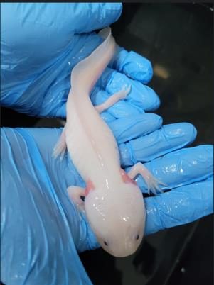 Cetas de Barueri recebe 53 salamandras da espécie Axolote pela primeira vez