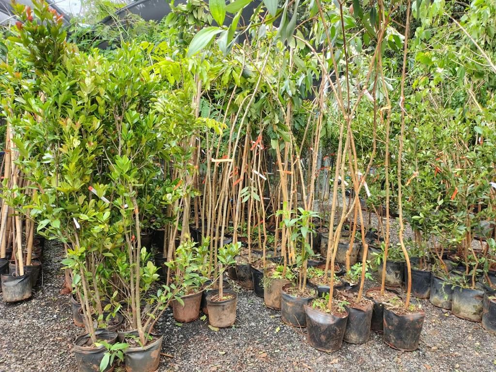 Barueri recebe doação de 637 mudas e avança em programa de arborização